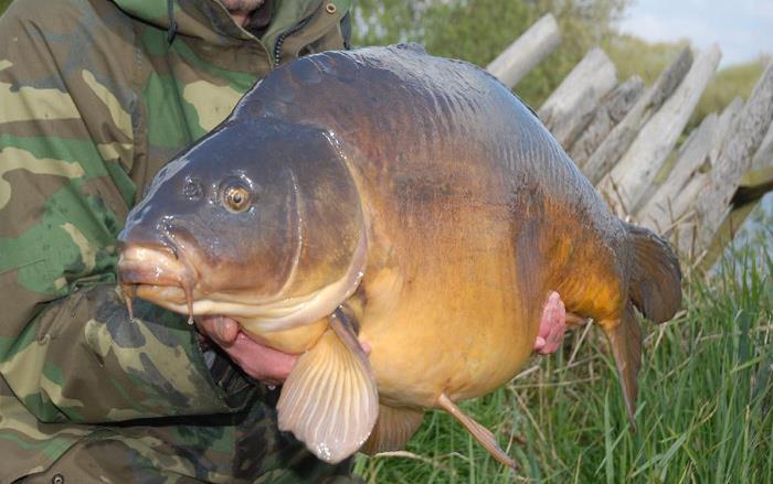 Diverse - kingfisher-carp.jpg